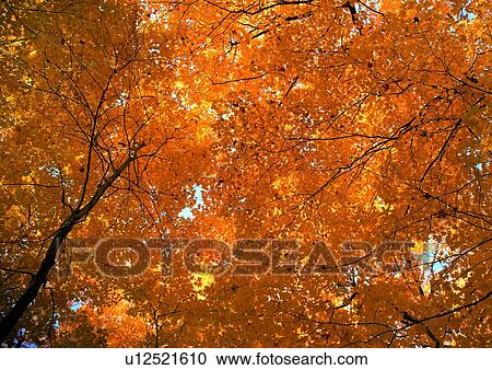 nature, yellow, background, maple, tree View Large Photo Image Stock Image - nature, yellow, background, maple, tree. Fotosearch