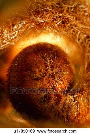 net, brown, background, nature, straw, plant View Large Photo Image Stock Photo - net, brown, background, nature, straw, plant. Fotosearch