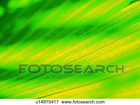 Stock Photo - plant, background, leaf, nature, green. Fotosearch