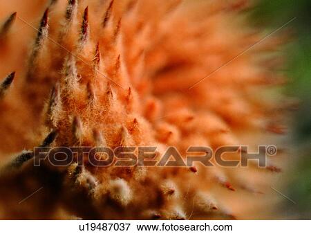 plant, flower, background, nature, orange View Large Photo Image Stock Photo - plant, flower, background, nature, orange. Fotosearch
