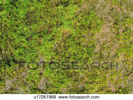 Stock Photo - plant, green, background, fern, nature, wall. Fotosearch