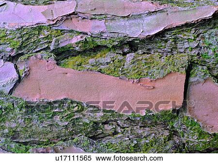 rock, greenbrown, background, moss, grass View Large Photo Image Stock Photography - rock, greenbrown, background, moss, grass. Fotosearch