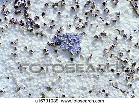 Stock Photo - stone, background, rock, white, nature. Fotosearch
