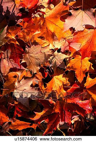 Stock Photograph - tree, leaf, background, nature, yellow, orange, autumn. Fotosearch