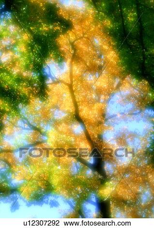 tree, nature, background, sky, green View Large Photo Image Stock Image - tree, nature, background, sky, green. Fotosearch
