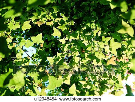 Picture - tree, nature, leaf, background, green. Fotosearch