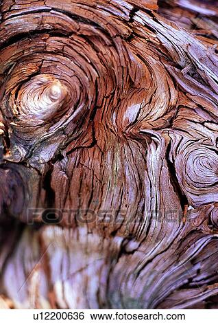 trunk, gray, tree, nature, ring View Large Photo Image Stock Photograph - trunk, gray, tree, nature, ring. Fotosearch