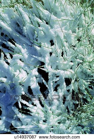 white, snow, background, nature, plant, cold View Large Photo Image Stock Photo - white, snow, background, nature, plant, cold. Fotosearch