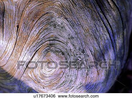 wood, ring, nature, gray, trunk View Large Photo Image Stock Photograph - wood, ring, nature, gray, trunk. Fotosearch