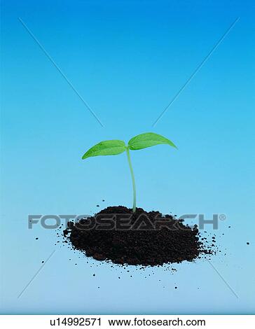 leaf, soil, plant View Large Photo Image Stock Image - leaf, soil, plant. Fotosearch