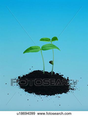 Stock Photo - leaf, soil, plant. Fotosearch
