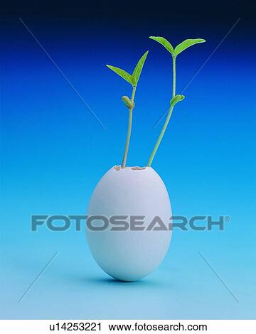 plant, egg shell, vase View Large Photo Image Stock Image - plant, egg shell, vase. Fotosearch
