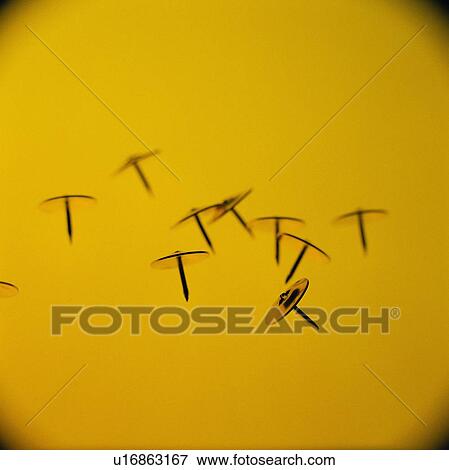 thumbtack, stationery View Large Photo Image Stock Photo - thumbtack, stationery. Fotosearch