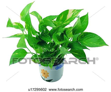 Stock Image - background, earth, boardleaf, leaf, flower painted, pottery. Fotosearch