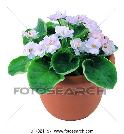 Stock Photo - background, flower, leaf, green, plant, potting. Fotosearch