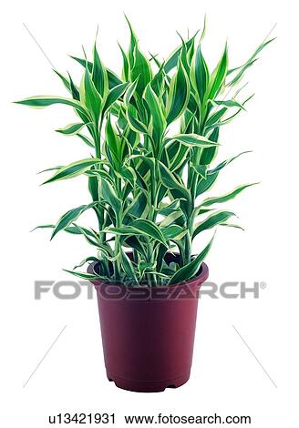background, leaf, plant, pottery, potting, green View Large Photo Image Stock Image - background, leaf, plant, pottery, potting, green. Fotosearch