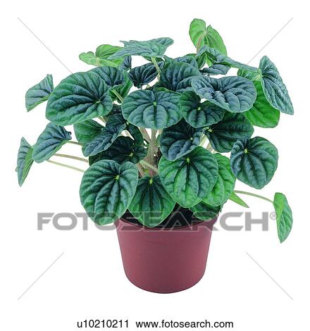 Stock Image - background, pottery, earth, plant, green, leaf. Fotosearch