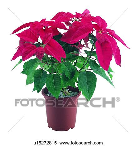 Stock Photography - background, pottery, leaf, poinsettia, earth, red, potting. Fotosearch