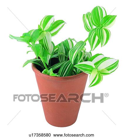 Stock Image - background, potting, green, plant, leaf, pottery. Fotosearch