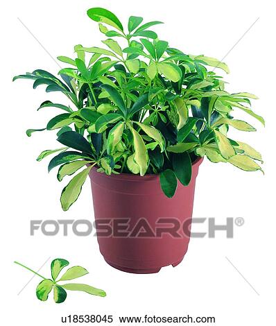 background, potting, green, pottery, leaf, earth View Large Photo Image Stock Photography - background, potting, green, pottery, leaf, earth. Fotosearch