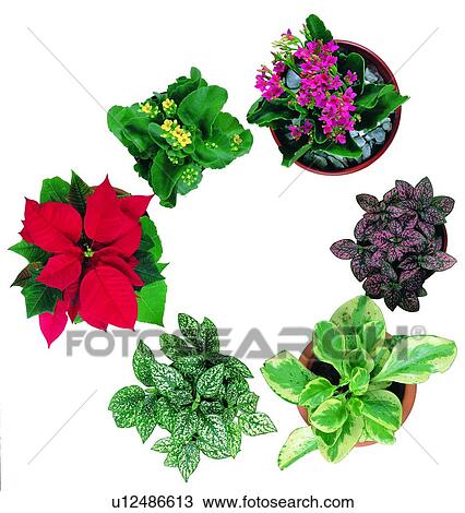 background, potting, red, plant, poinsettia, flower, earth View Large Photo Image Stock Image - background, potting, red, plant, poinsettia, flower, earth. Fotosearch