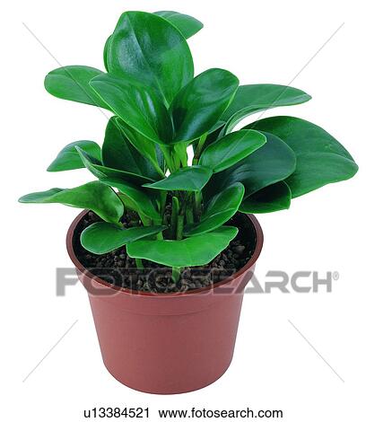 Stock Image - earth, background, green, plant, leaf, potting. Fotosearch