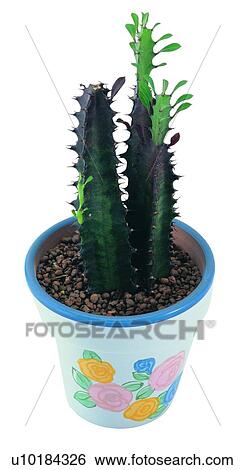Stock Photograph - earth, plant, leaf, pottery, potting, background. Fotosearch
