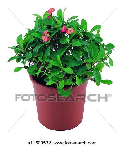 earth, pottery, potting, plant, background, leaf View Large Photo Image Stock Image - earth, pottery, potting, plant, background, leaf. Fotosearch