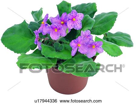 Stock Photograph - flower, boardleaf, background, pottery, earth, green, plant. Fotosearch