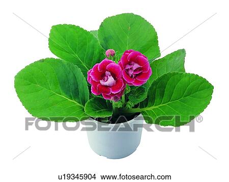 flower, potting, background, boardleaf, red, pottery View Large Photo Image Picture - flower, potting, background, boardleaf, red, pottery. Fotosearch