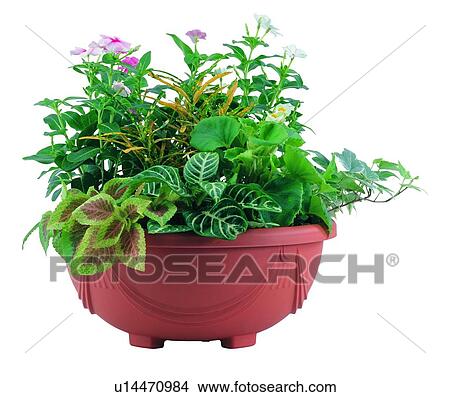 green, leaf, flower, pottery, plant, potting, background View Large Photo Image Picture - green, leaf, flower, pottery, plant, potting, background. Fotosearch