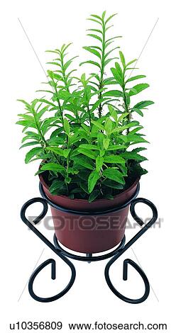 Stock Photo - green, leaf, pottery, plant, background, potting. Fotosearch