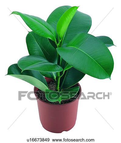 green, plant, boardleaf, potting, earth, pottery View Large Photo Image Stock Photo - green, plant, boardleaf, potting, earth, pottery. Fotosearch