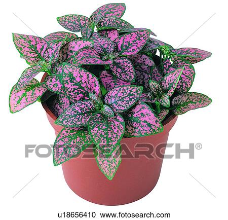 Stock Image - green, plant, pottery, earth, potting, pink. Fotosearch