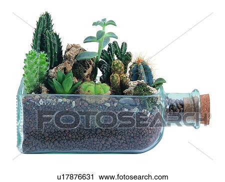 Stock Image - green, potting, background, earth, cork, cactus, leaf. Fotosearch