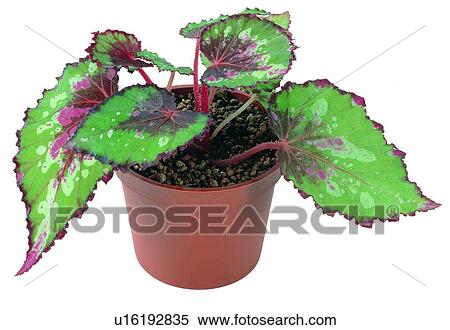 green, potting, leaf, plant, background, earth View Large Photo Image Stock Photography - green, potting, leaf, plant, background, earth. Fotosearch