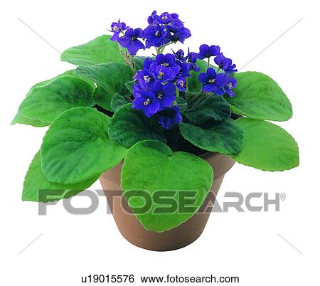 Stock Photograph - leaf, background, flower, plant, boardleaf, potting. Fotosearch