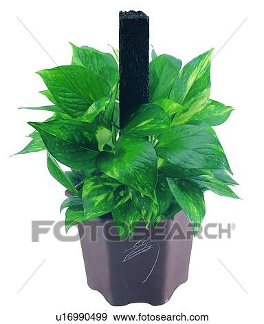 Stock Photo - leaf, background, pottery, green, earth, plant. Fotosearch