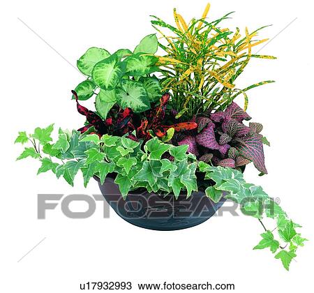 Stock Image - leaf, plant, pottery, potting, earth, green. Fotosearch