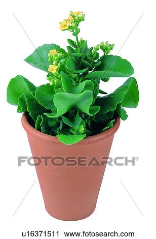 Stock Image - leaf, pottery, plant, earth, green, potting. Fotosearch