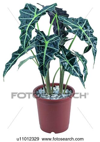 Stock Photo - leaf, potting, green, earth, background, pottery. Fotosearch