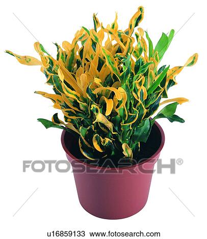 plant, background, green, pottery, leaf, potting View Large Photo Image Stock Image - plant, background, green, pottery, leaf, potting. Fotosearch