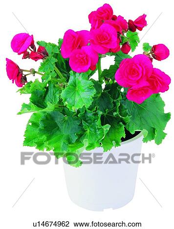 plant, flower, pottery, leaf, potting, green, background View Large Photo Image Stock Image - plant, flower, pottery, leaf, potting, green, background. Fotosearch