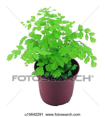 Stock Image - plant, leaf, potting, background, earth, green. Fotosearch