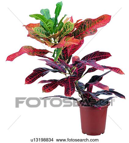 plant, potting, leaf, green, background, pottery View Large Photo Image Picture - plant, potting, leaf, green, background, pottery. Fotosearch