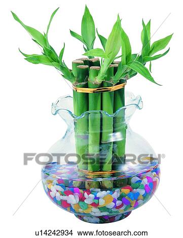 plant, potting, leaf, green, background, pottery View Large Photo Image Picture - plant, potting, leaf, green, background, pottery. Fotosearch