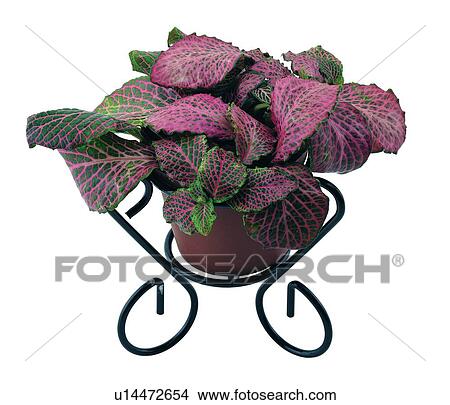 Picture - plant, potting, leaf, green, background, pottery. Fotosearch