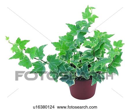 Picture - plant, potting, leaf, green, background, pottery. Fotosearch