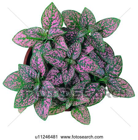Stock Image - plant, potting, leaf, green, background, pottery. Fotosearch