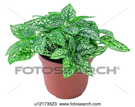 plant, potting, leaf, green, background, pottery View Large Photo Image Stock Image - plant, potting, leaf, green, background, pottery. Fotosearch